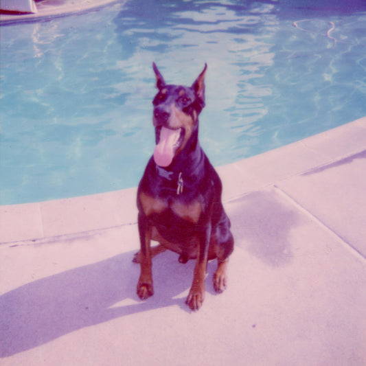 Pool Dawg Zeus