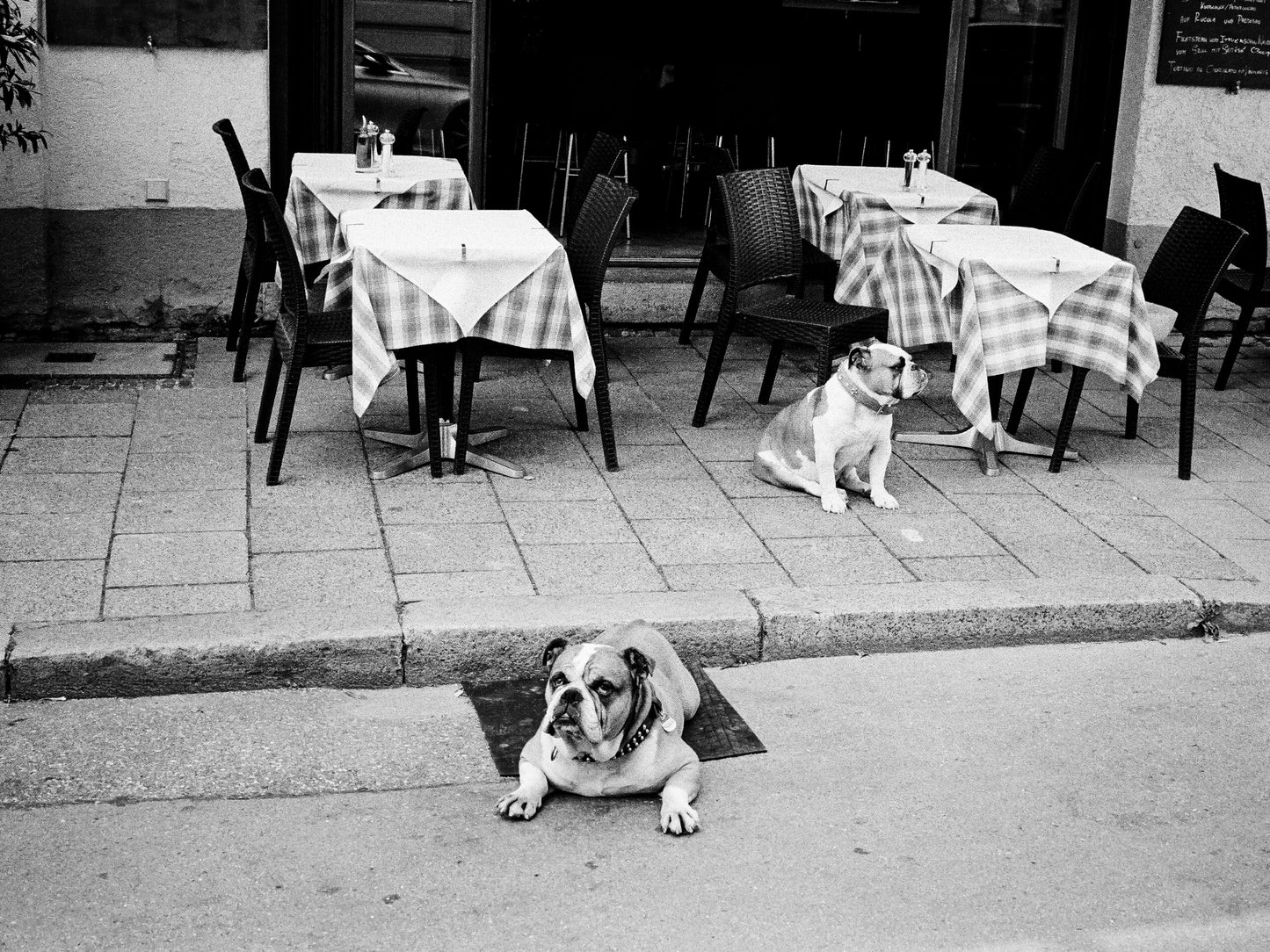 Restaurant Dogs