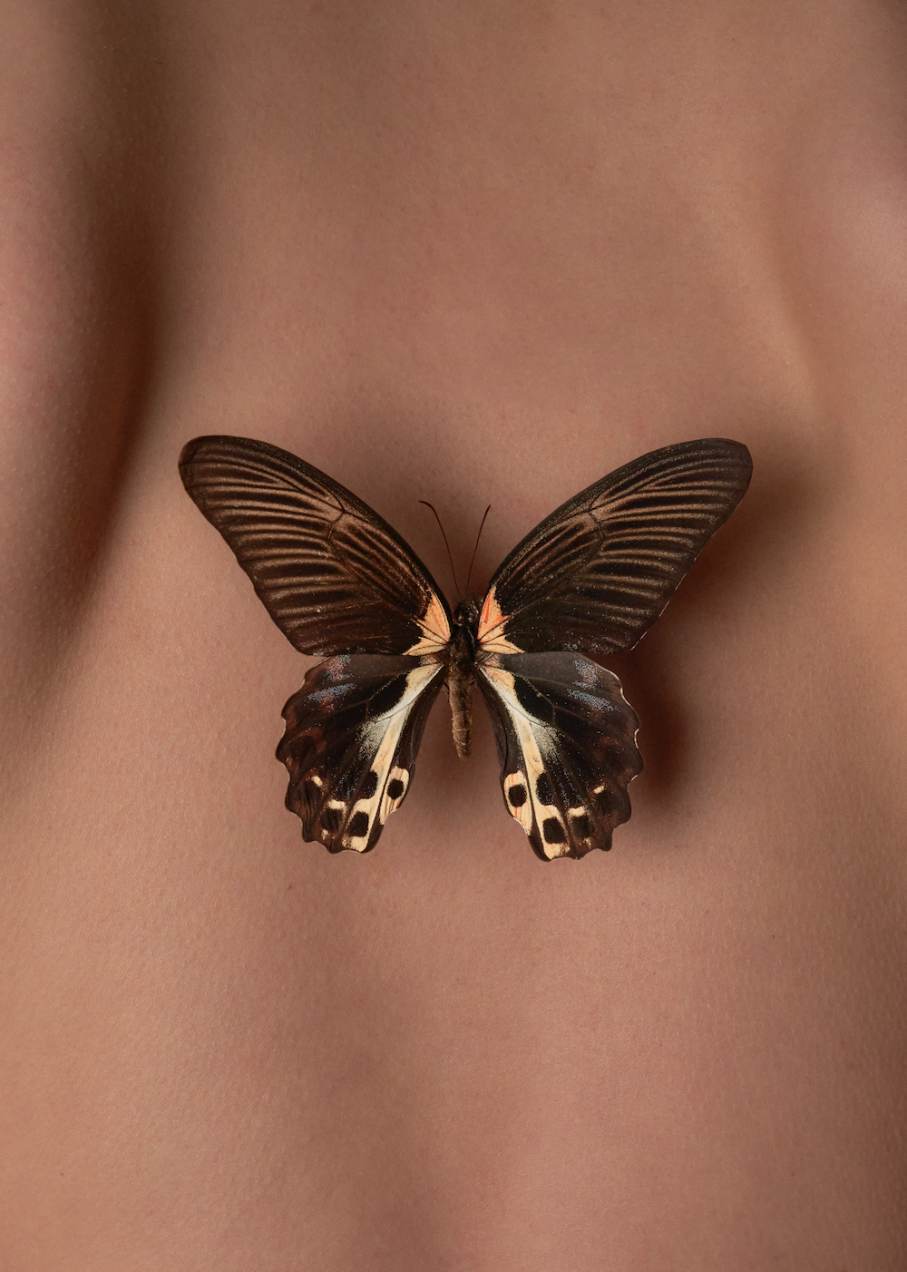 Brown Butterfly